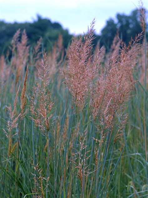 Ornamental Grass Seed Calamagrostis Canadensis Seeds ...