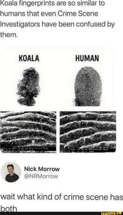 Koala fingerprints are so similar to humans that even Crime Scene ...