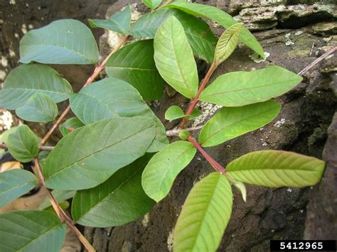 Yellow Leaves On A Guava Tree: Reasons For Guava Leaves Turning Yellow