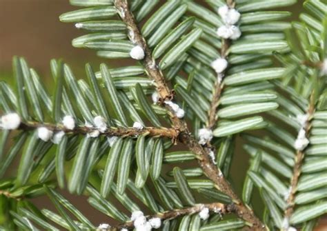 Hemlock Woolly Adelgid | West Virginia Botanic Garden