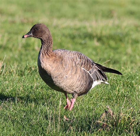 Seymour Birdies Diary: A Wild Goose Chase