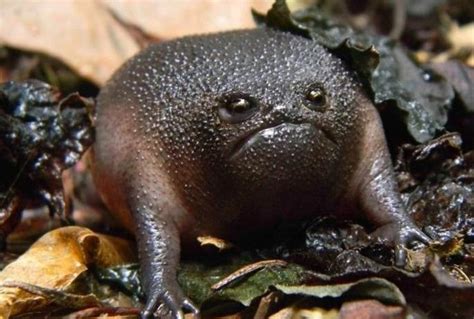 Black Rain Frog - Natural History on the Net