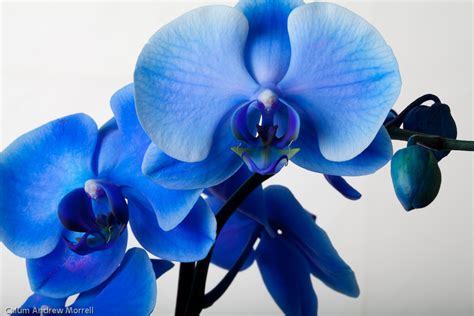 How To Care For Orchids Flower – InspirationSeek.com