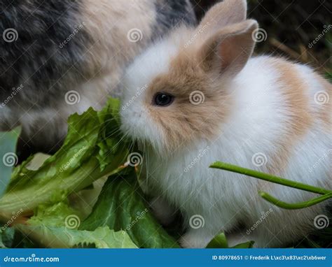 Cute baby rabbit stock image. Image of bunnie, playful - 80978651