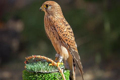 Female Lesser Kestrel Perched Photograph by Cavan Images - Pixels