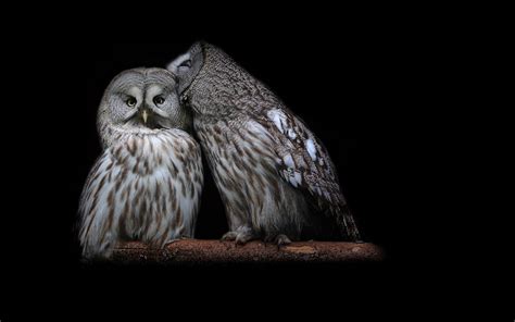 Download Animal Owl HD Wallpaper