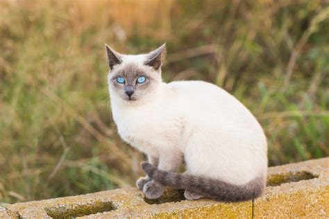 Magazine para gatos - Raças de gatos: tudo sobre os siameses