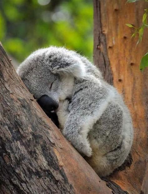 Sleeping baby koala : r/aww