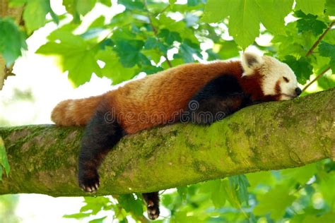 Red Panda Sleeping stock photo. Image of sleeping, front - 48470788