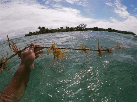 Sustainable Seaweed Farming: Challenges and opportunities in the ...