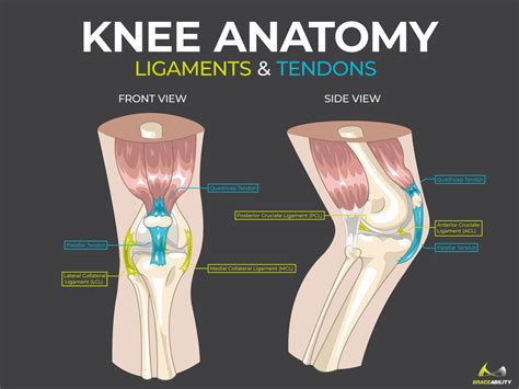 Ligament Anatomy Of The Knee