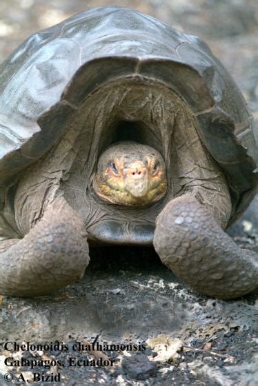 Chelonoidis niger | The Reptile Database