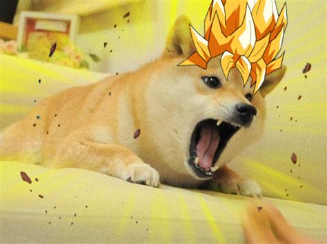 Doge | Cute Doge Wikia | Fandom powered by Wikia