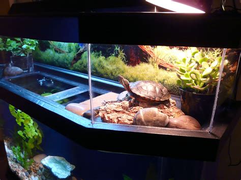 Pin by Kat Woodring on Pet Stuff | Turtle aquarium, Turtle habitat ...