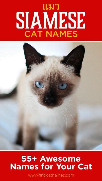 Siamese Cat Names - 55+ Awesome Names for Your Cat | Cat names, Cute ...