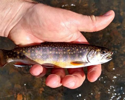 Brook Trout vs Brown Trout: 4 Ways To Tell The Difference | FishingWithBait