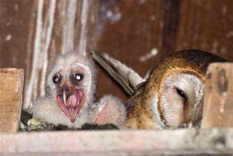 Baby Barn Owl Images