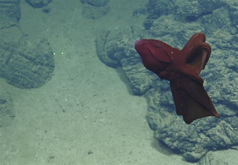 Watch this stunning video of a firework jellyfish and vampire squid ...