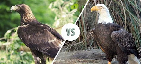 Golden Eagle vs. Bald Eagle: What’s the Difference? - Optics Mag