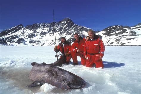 Shark Fishing Species Guide for Anglers | Sport Fishing Mag