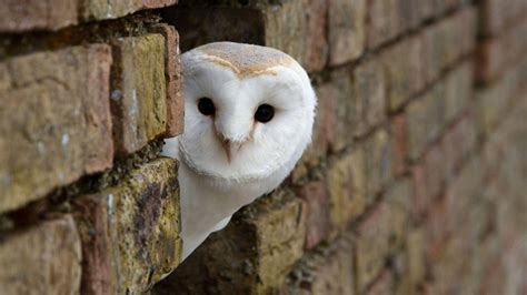 White Owl Wallpapers - Wallpaper Cave