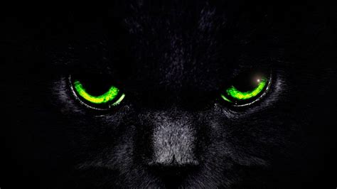 Cat Eyes Wallpapers - Top Free Cat Eyes Backgrounds - WallpaperAccess