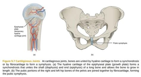 9.3 cartilaginous joints Flashcards | Quizlet