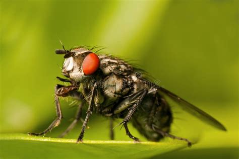 Red eyed Fly stock photo. Image of insect, flies, annoying - 14563194