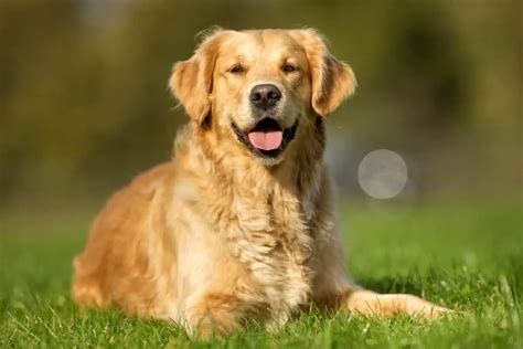 Why Do Golden Retrievers Smile? | Golden Retriever Society