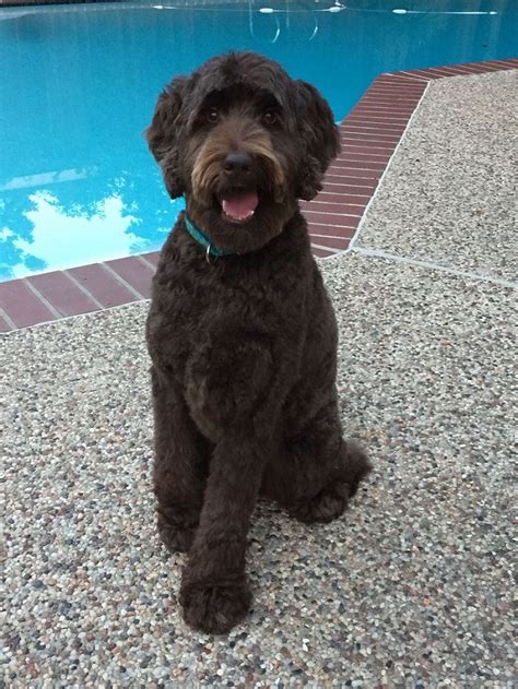 Labradoodle Haircuts For Summer – PINMOMSTUFF