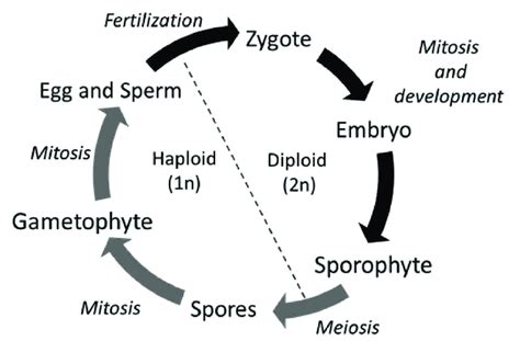 1 Plant life cycle shows an alternation of haploid and diploid ...