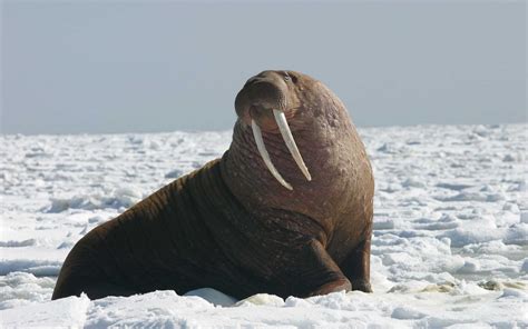 Walrus Tusks: How Long Do They Really Get?