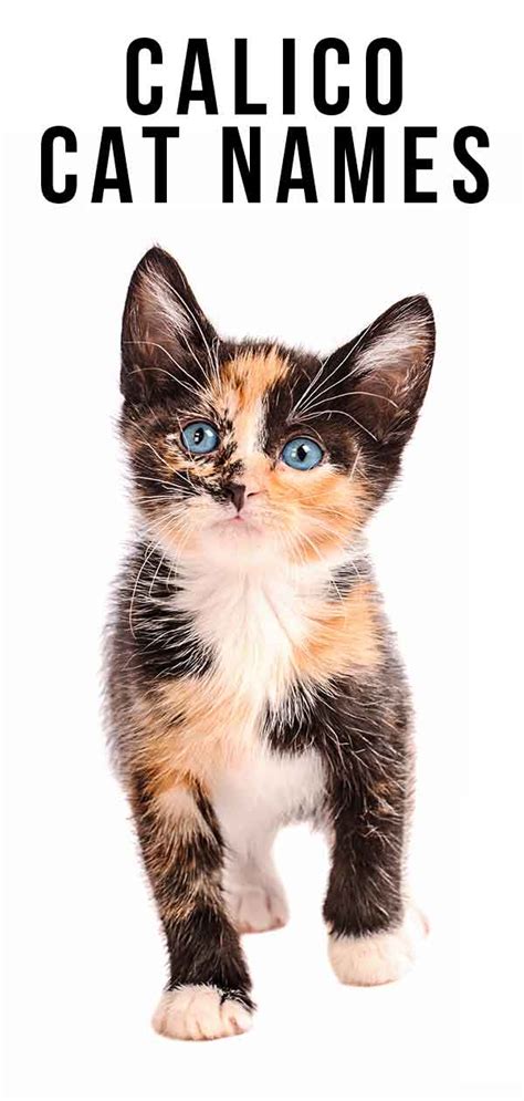 Calico Cat Names - 250 Great Ideas For Naming Your Calico Kitten