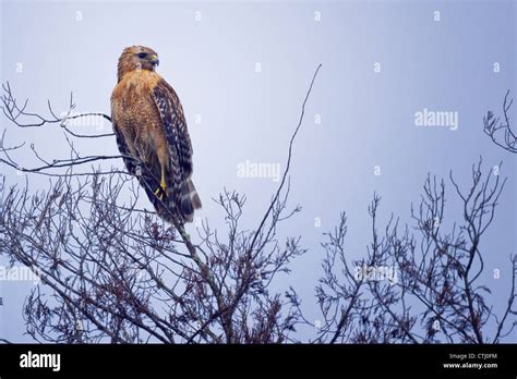 Juvenile Red Tailed Hawk Stock Photo - Alamy