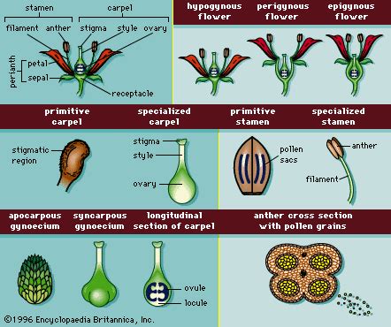 Epigynous flower | plant anatomy | Britannica