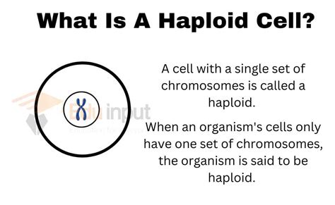 What Is A Haploid Cell?-Definition, Example | What Is A Haploid Organism?