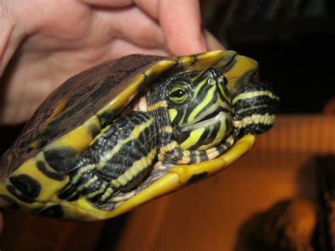 Yellow-Bellied Slider Facts, Habitat, Diet, Pictures