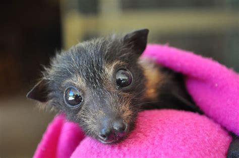 There’s A Bat Hospital In Australia That Takes In Abandoned Baby Bats ...