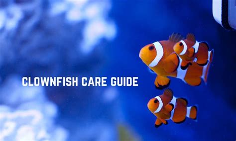 Clownfish Care Guide - Salt Tank Report