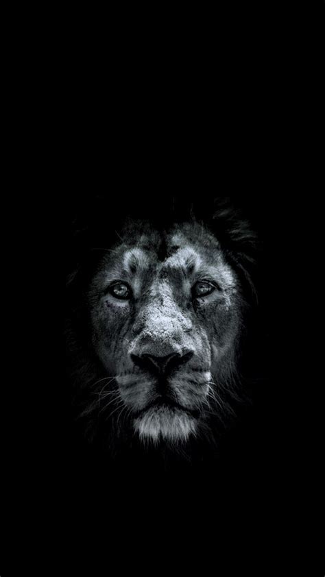 Dark Lion Wallpapers - Wallpaper Cave