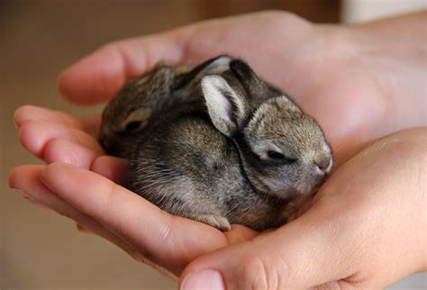 Baby Cottontail Bunnies | Baby animals, Cute bunny, Cute pictures