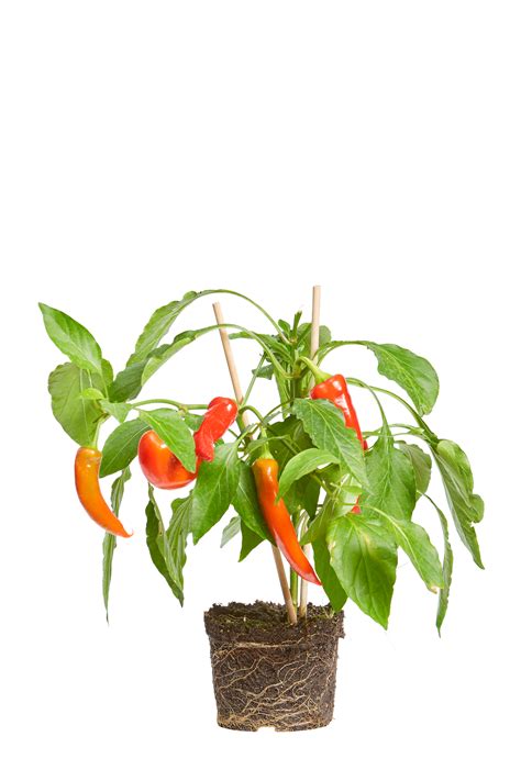 Capsicum annuum Chili pepper - elho® - Give room to nature