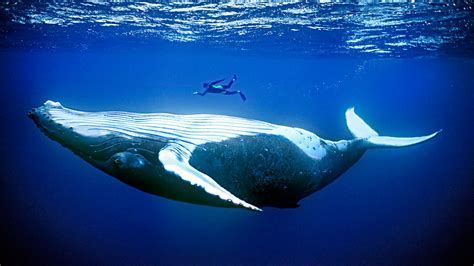 Sea mammals are huge for a reason | Science | AAAS