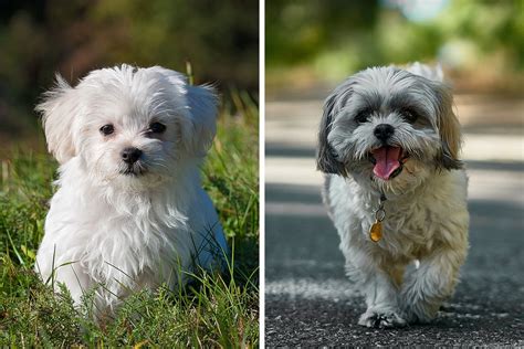 Maltese Shih Tzu Mix Breed Guide: Characteristics & Facts | Bored Panda