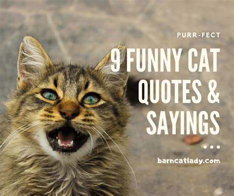 9 Funny Cat Quotes and Sayings – The Barn Cat Lady