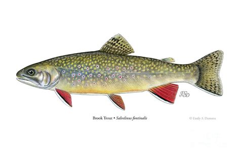 Brook Trout Painting by Emily Damstra - Pixels