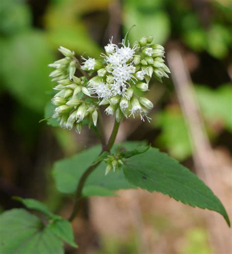 White snakeroot | Identify that Plant