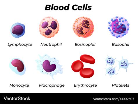 Blood Cell Types