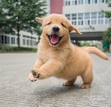 20 Best cute wallpaper golden retriever adorable puppies You Can Use It ...