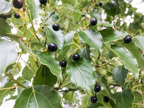 Camphor Trees: Care and Growing Guide